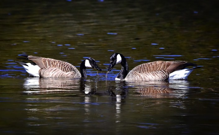 Geese