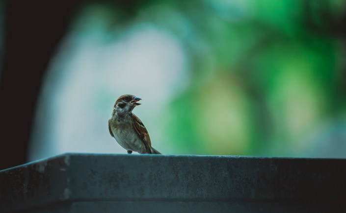 Bird on a wall singing